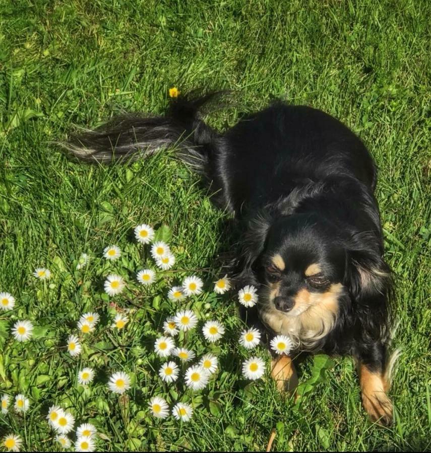 Willa Det Gamla Panget Tällberg Zewnętrze zdjęcie